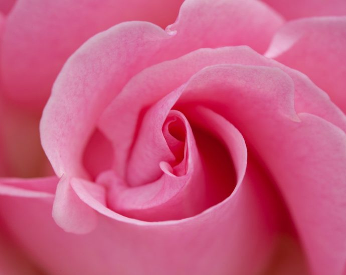 Róże konsolacyjne - jakie są ich zalety?