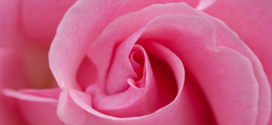 Róże konsolacyjne - jakie są ich zalety?